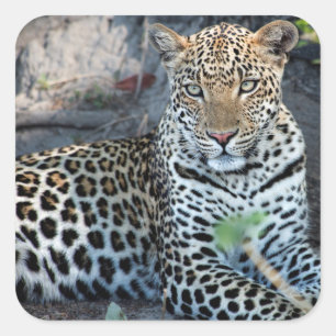 Nahes Leopardenportrait Quadratischer Aufkleber