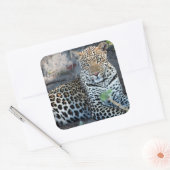 Nahes Leopardenportrait Quadratischer Aufkleber (Umschlag)