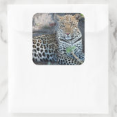 Nahes Leopardenportrait Quadratischer Aufkleber (Tasche)