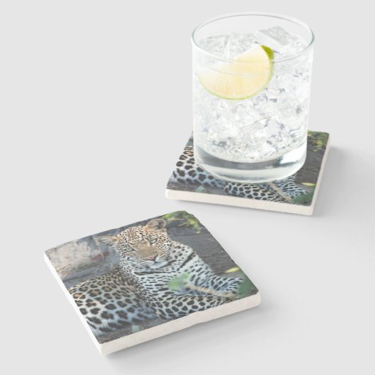 Nahes Leopardenportrait Steinuntersetzer (Seitenansicht)