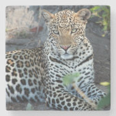 Nahes Leopardenportrait Steinuntersetzer (Vorderseite)