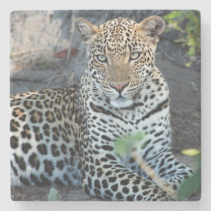 Nahes Leopardenportrait Steinuntersetzer