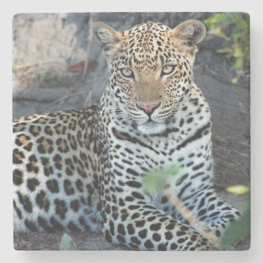 Nahes Leopardenportrait Steinuntersetzer (Vorderseite)