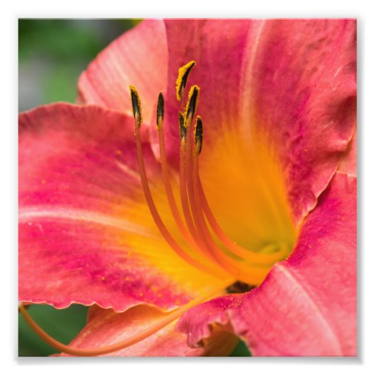 Nahes Macro der Pink Lily Blume Fotodruck (Vorne)