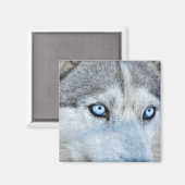 Nahes Oberteil des sibirischen Husky mit blauen Au Magnet (Vorderseite/Rückseite)