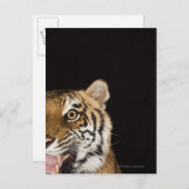 Nahes Ohr des zerreißenden Tigers Postkarte (Vorne/Hinten)