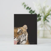 Nahes Ohr des zerreißenden Tigers Postkarte (Stehend Vorderseite)