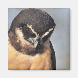 Nahes Owl, das wütend auf den Hafen schaut Magnet