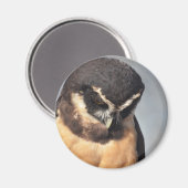 Nahes Owl, wütend nach unten schauend Magnet (Vorderseite/Rückseite)