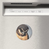 Nahes Owl, wütend nach unten schauend Magnet (In Situ (Geschirrspüler))