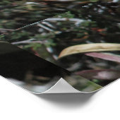 Nahes Pear Yellow Bloom Poster (Ecke)