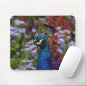 Nahes Pfauen Mousepad (Mit Mouse)