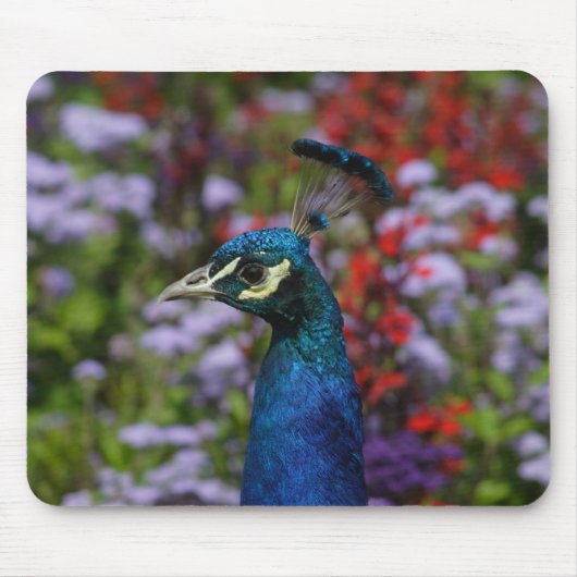 Nahes Pfauen Mousepad (Vorne)