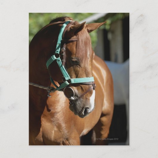 Nahes Pferd 4 Postkarte (Vorderseite)