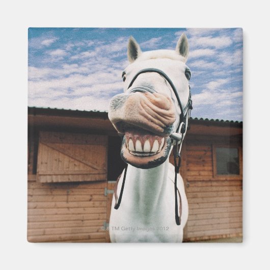 Nahes Pferd mit Mundöffnung Magnet (Vorne)