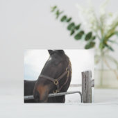 Nahes Pferd Postkarte (Stehend Vorderseite)