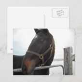 Nahes Pferd Postkarte (Vorne/Hinten)
