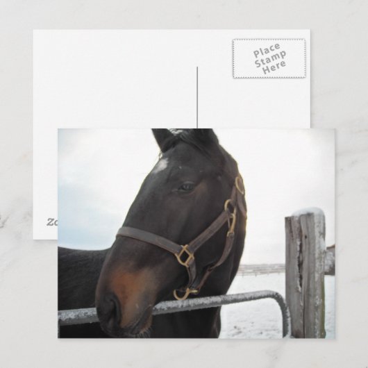 Nahes Pferd Postkarte (Vorne/Hinten)