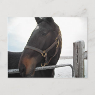 Nahes Pferd Postkarte