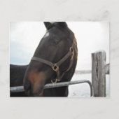 Nahes Pferd Postkarte (Vorderseite)
