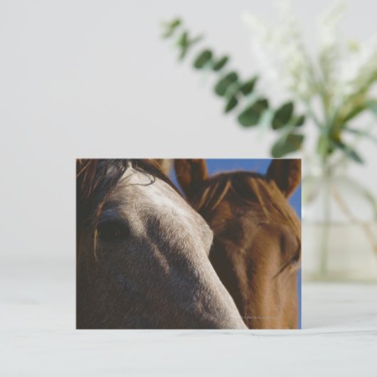 Nahes Pferd Postkarte (Stehend Vorderseite)