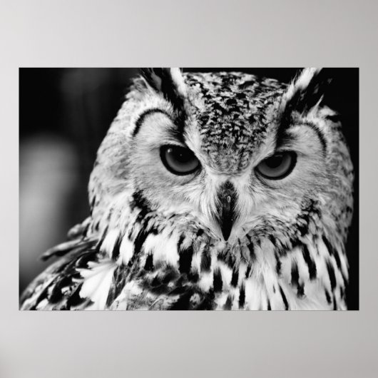 Nahes Portrait der eurasischen Adlereule Poster (Vorne)