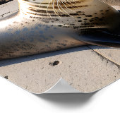Nahes Portrait eines Siegels Poster (Ecke)