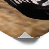 Nahes Porträt eines Zebra - Simbabwe Poster (Ecke)