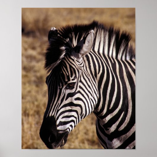 Nahes Porträt eines Zebra - Simbabwe Poster (Vorne)