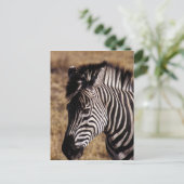 Nahes Porträt eines Zebra - Simbabwe Postkarte (Stehend Vorderseite)