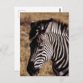 Nahes Porträt eines Zebra - Simbabwe Postkarte (Vorne/Hinten)