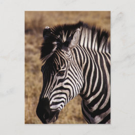 Nahes Porträt eines Zebra - Simbabwe Postkarte