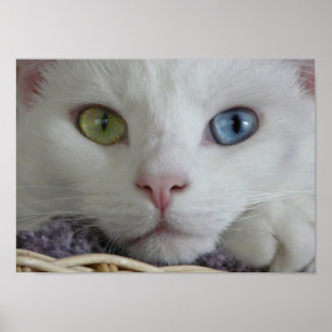 Nahes Poster der Stille