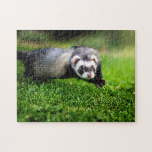 Nahes Puzzle von Ferret
