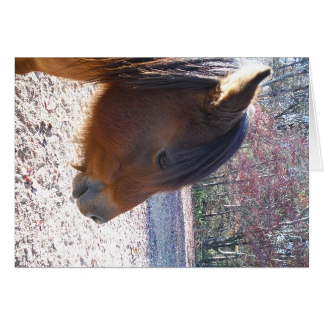 Nahes Reitpferd, Little Brown Pony (Vorderseite (Horizontal))