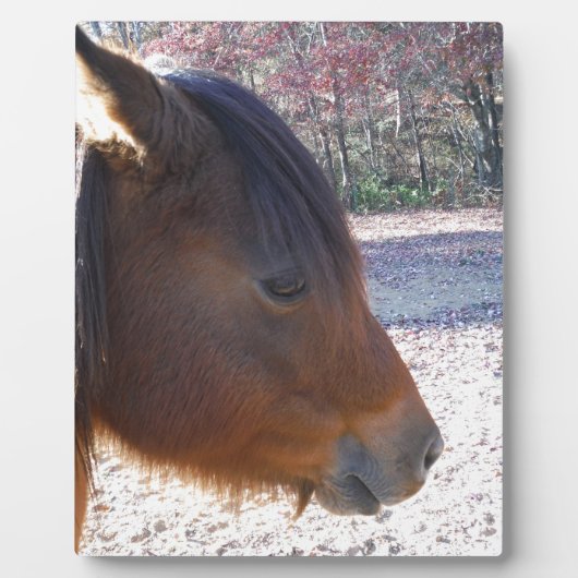 Nahes Reitpferd, Little Brown Pony Fotoplatte (Vorderseite)