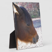 Nahes Reitpferd, Little Brown Pony Fotoplatte (Seite)
