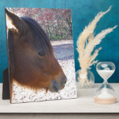 Nahes Reitpferd, Little Brown Pony Fotoplatte (Seite)