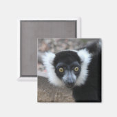 Nahes Schwarz-Weiß-Lemur Magnet (Vorderseite/Rückseite)