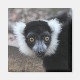Nahes Schwarz-Weiß-Lemur Magnet