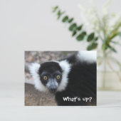 Nahes Schwarz-Weiß-Lemur Postkarte (Stehend Vorderseite)