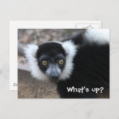 Nahes Schwarz-Weiß-Lemur Postkarte (Vorne/Hinten)