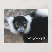 Nahes Schwarz-Weiß-Lemur Postkarte (Vorderseite)