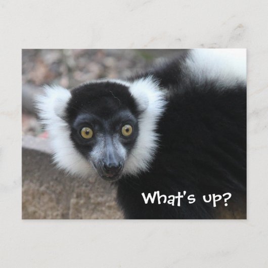 Nahes Schwarz-Weiß-Lemur Postkarte (Vorderseite)