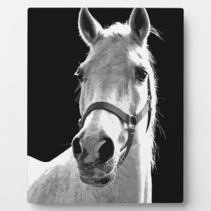 Nahes Schwarz-weißes Pferd in der Nacht Fotoplatte