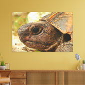 Nahes Seitenportrait einer türkischen Schildkröte Leinwanddruck (Insitu (Wohnzimmer))