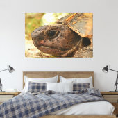 Nahes Seitenportrait einer türkischen Schildkröte Leinwanddruck (Insitu (Schlafzimmer))