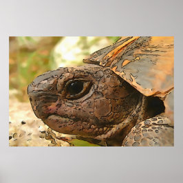 Nahes Seitenportrait einer türkischen Schildkröte Poster