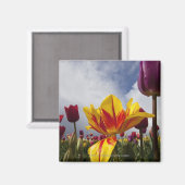 Nahes Up bunter blühender Tulpen in Oregon Magnet (Vorderseite/Rückseite)