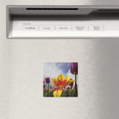 Nahes Up bunter blühender Tulpen in Oregon Magnet (In Situ (Geschirrspüler))